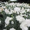 Dianthus plumarius 'Angel of Purity' - Tollas szegfű