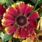 Helenium autumnale 'HayDay Red Bicolor' - Őszi napfényvirág
