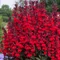 Lobelia speciosa 'Starship Scarlet' - Pompás lobélia