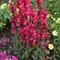 Lobelia speciosa 'Starship Deep Rose' - Pompás lobélia
