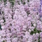 Lavandula angustifolia 'Rosea' - Keskenylevelű/Angol levendula