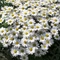 Leucanthemum x superbum 'Snow Lady' - Margaréta