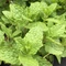 Mentha spicata 'Moroccan' - Marokkói zöld menta