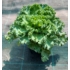 Kép 1/3 - Brassica oleracea - Díszkáposzta zöld