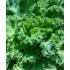 Kép 3/3 - Brassica oleracea - Díszkáposzta zöld