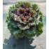 Kép 1/3 - Brassica oleracea - Díszkáposzta lila