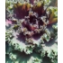 Kép 2/3 - Brassica oleracea - Díszkáposzta lila