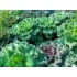 Kép 2/3 - Brassica oleracea - Díszkáposzta zöld