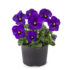 Kép 2/2 - Viola cornuta - Mélykék árvácska
