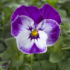Kép 1/2 - Viola cornuta - Kékfehér foltos árvácska