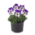 Kép 2/2 - Viola cornuta - Kékfehér foltos árvácska