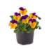 Kép 2/2 - Viola cornuta - Narancs-lila árvácska