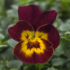 Kép 10/15 - Viola cornuta - Kisvirágú árvácska mix