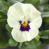 Kép 1/2 - Viola cornuta - Fehér szemes árvácska