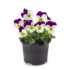 Kép 2/2 - Viola cornuta - Fehér-lila árvácska