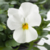 Kép 1/2 - Viola cornuta - Fehér árvácska