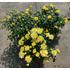 Kép 1/5 - Chrysanthemum multiflora - Citromsárga kisvirágú krizantém