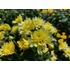 Kép 3/5 - Chrysanthemum multiflora - Citromsárga kisvirágú krizantém