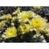 Kép 4/5 - Chrysanthemum multiflora - Citromsárga kisvirágú krizantém