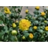 Kép 5/5 - Chrysanthemum multiflora - Citromsárga kisvirágú krizantém