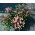 Kép 1/5 - Chrysanthemum multiflora - Rózsaszín kisvirágú krizantém