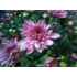 Kép 2/5 - Chrysanthemum multiflora - Rózsaszín kisvirágú krizantém
