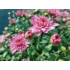 Kép 3/5 - Chrysanthemum multiflora - Rózsaszín kisvirágú krizantém