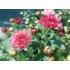 Kép 5/5 - Chrysanthemum multiflora - Rózsaszín kisvirágú krizantém