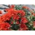 Kép 2/2 - Chrysanthemum multiflora - Piros kisvirágú krizantém