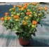 Kép 2/4 - Chrysanthemum multiflora - Narancssárga kisvirágú krizantém
