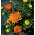 Kép 3/4 - Chrysanthemum multiflora - Narancssárga kisvirágú krizantém