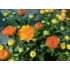 Kép 4/4 - Chrysanthemum multiflora - Narancssárga kisvirágú krizantém