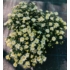 Kép 1/4 - Chrysanthemum multiflora - Fehér kisvirágú krizantém