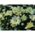 Kép 2/4 - Chrysanthemum multiflora - Fehér kisvirágú krizantém