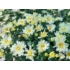 Kép 3/4 - Chrysanthemum multiflora - Fehér kisvirágú krizantém