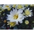 Kép 4/4 - Chrysanthemum multiflora - Fehér kisvirágú krizantém