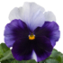 Kép 1/2 - Viola x wittrockiana - Kékesfehér árvácska