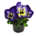 Kép 1/2 - Viola x wittrockiana - Áfonya színű árvácska