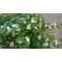 Kép 2/2 - Bacopa - Fehér bakopa