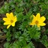 Kép 1/2 - Bidens - Balkon aranya