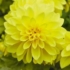 Kép 4/4 - Dahlia - Törpe dália vegyes színek