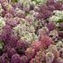 Kép 2/3 - Alyssum - Lila-rózsaszín mézvirág
