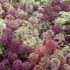 Kép 2/3 - Alyssum - Fehér-rózsaszín mézvirág