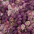 Kép 1/3 - Alyssum - Lila-rózsaszín mézvirág