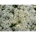 Kép 1/3 - Alyssum - Fehér mézvirág