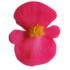 Kép 2/3 - Begonia - Rózsaszín virágú, zöld levelű begónia