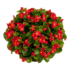 Kép 1/3 - Begonia - Piros virágú, zöld levelű begónia