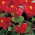 Kép 3/3 - Begonia - Piros virágú, zöld levelű begónia