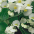 Kép 2/3 - Begonia - Fehér virágú, zöld levelű begónia