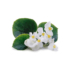 Kép 3/3 - Begonia - Fehér virágú, zöld levelű begónia